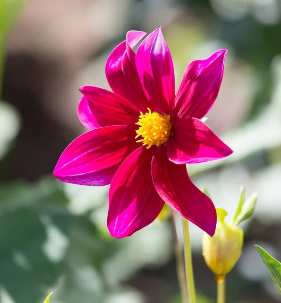 Doğadaki Güzel Kırmızı Çiçek Doğadaki Parkta — Stok fotoğraf