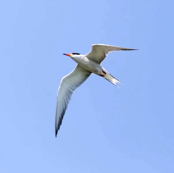 青い空に向かって飛び立つカモメ 自然公園で — ストック写真