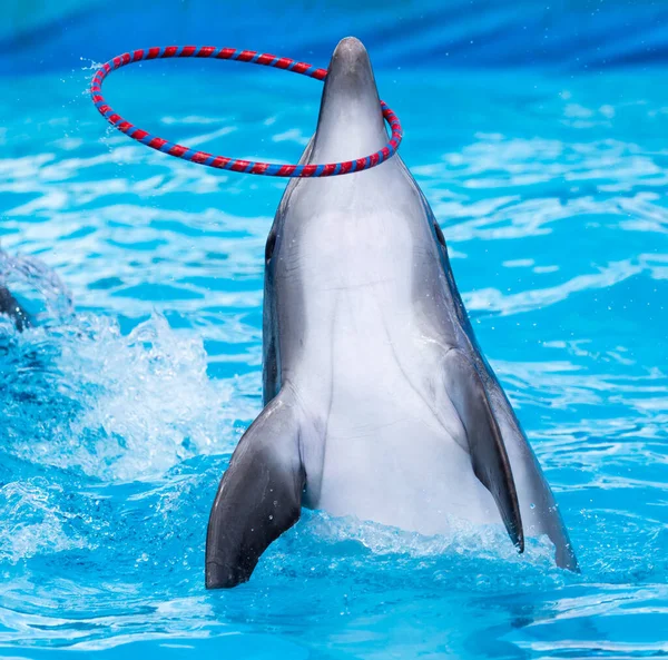Dolfijn Draaiende Ring Het Zwembad Het Park Natuur — Stockfoto