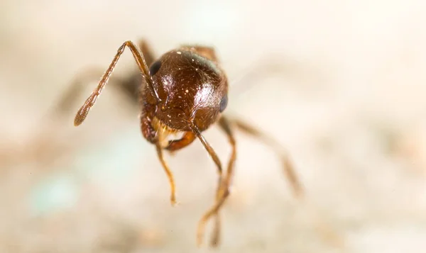 自然界中的小蚂蚁 超级宏观 在大自然的公园里 — 图库照片