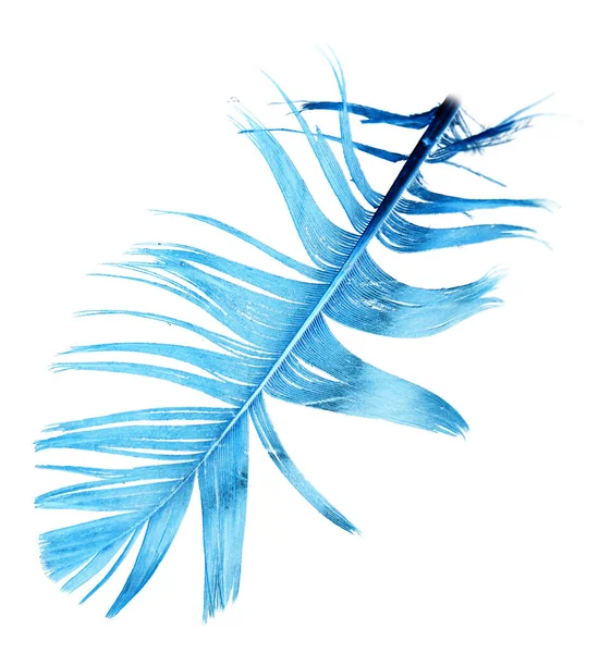 Plumes Bleues Sur Fond Blanc Photos Studio — Photo