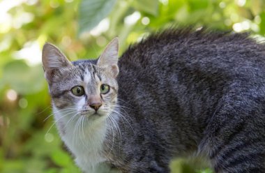Çimlerdeki kedi doğada .