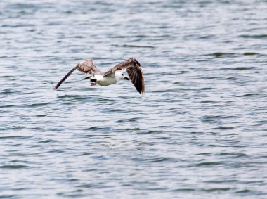 martı gölün üzerinde uçuyor. .
