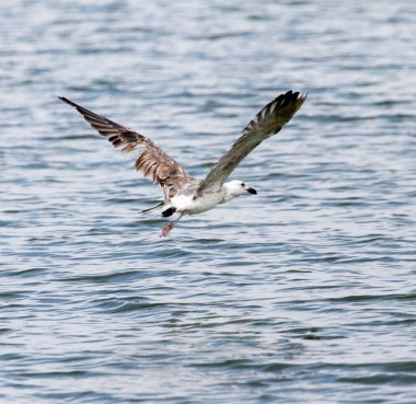 martı gölün üzerinde uçuyor. .
