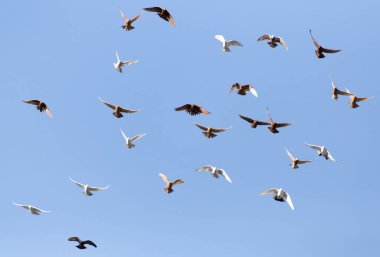 Mavi gökyüzündeki güvercin sürüsü. Doğadaki parkta.