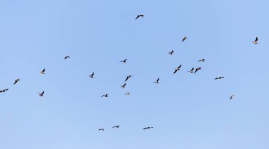 Mavi gökyüzüne karşı bir martı sürüsü .