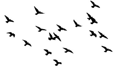 Beyaz arka planda bir kuş sürüsünün silueti .