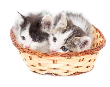 Beyaz arka planda sepette iki kedi yavrusu. .