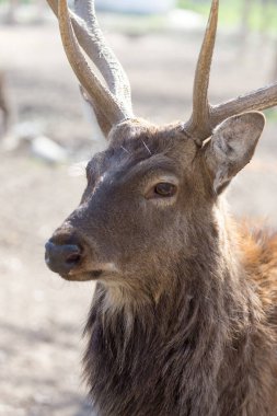 Doğada genç bir erkek geyiğin portresi .