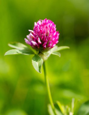 Doğada kırmızı yonca çiçeği. Doğadaki parkta.