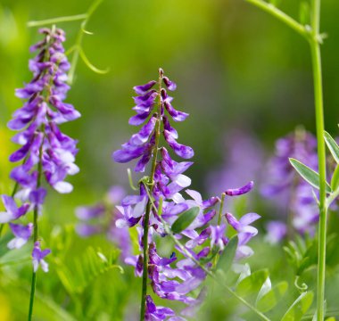 Doğadaki güzel mavi çiçek. Doğadaki parkta.