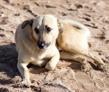 Kumda bir köpek. Doğadaki parkta.