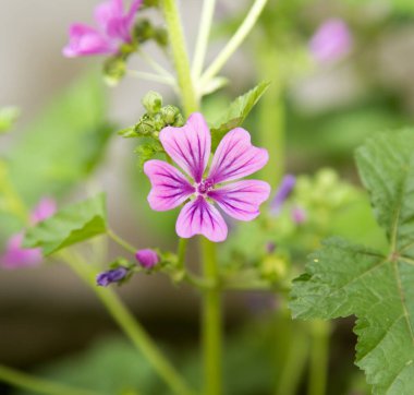 Doğada güzel mor bir çiçek. Doğadaki parkta.