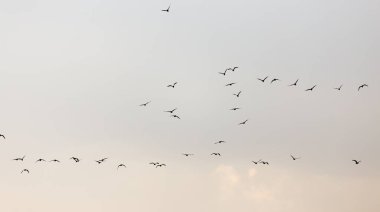 Gün batımında gökyüzünde bir martı sürüsü .