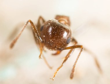 Doğadaki küçük karınca. Süper makro. Doğadaki parkta.