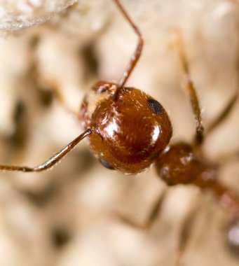 Karınca yerde. Süper Macro. Doğadaki parkta.