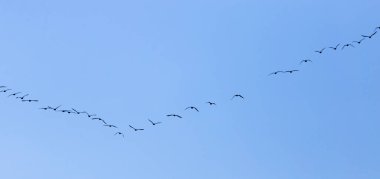 Mavi gökyüzünde güneye uçan bir kuş sürüsü. .