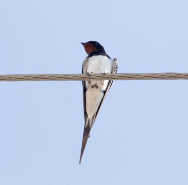 Elektrik telindeki kuşu yut. Doğadaki parkta.