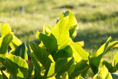 yeşil çimen yaprakları doğada .