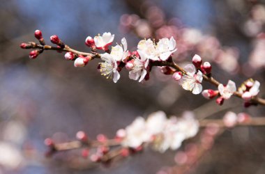 Doğada ağaçtaki çiçekler. Doğadaki parkta.
