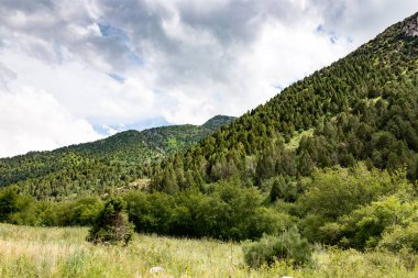 Kazakistan 'ın dağlarında doğa. Doğadaki parkta.
