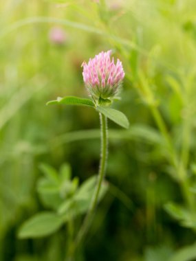 Doğada kırmızı yonca çiçeği. Doğadaki parkta.