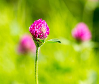 Doğada kırmızı yonca çiçeği. Doğadaki parkta.