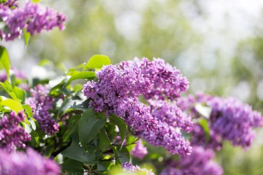 Doğada güzel leylak çiçekleri. Doğadaki parkta.