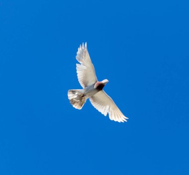 Mavi gökyüzüne karşı uçan bir güvercin .