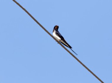 Elektrik telindeki kuşu yut. Doğadaki parkta.