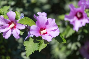 Doğadaki güzel pembe çiçek. Doğadaki parkta.