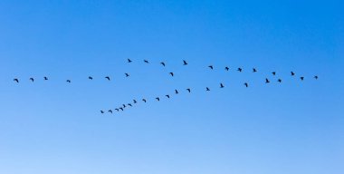 Mavi gökyüzünde güneye uçan bir kuş sürüsü. .