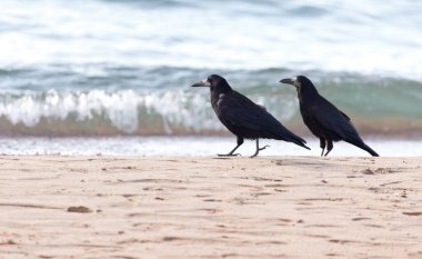 Kumda siyah karga. Doğadaki parkta.