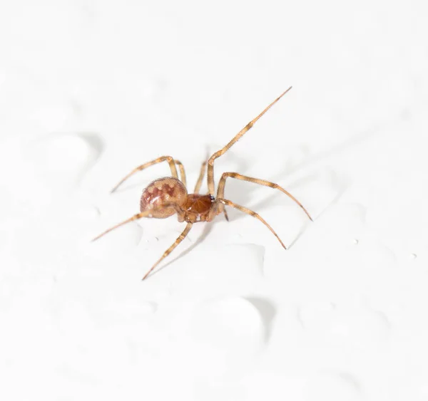 Αράχνη Σταγονίδια Νερού Στο Λευκό Κοντινό Πλάνο — Φωτογραφία Αρχείου