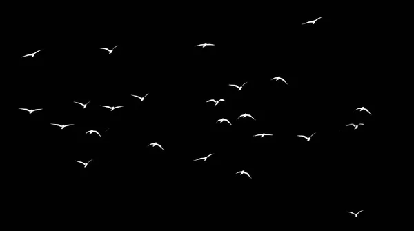 Silueta Una Bandada Aves Sobre Fondo Negro —  Fotos de Stock