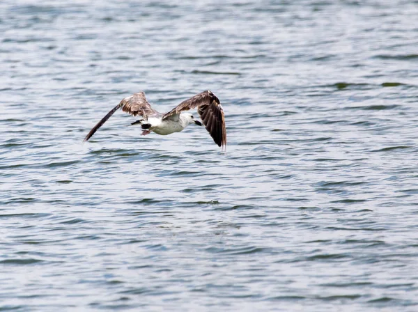 martı gölün üzerinde uçuyor. .