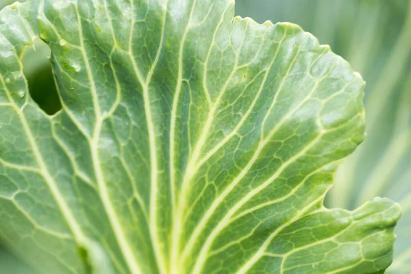 Koolbladeren Als Achtergrond Het Park Natuur — Stockfoto