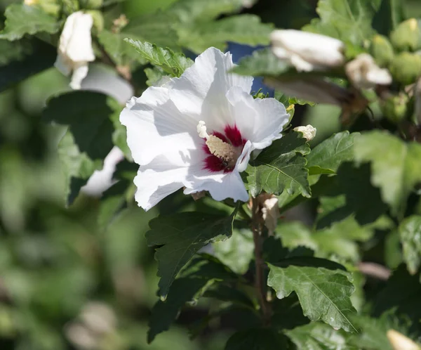 Vacker Vit Blomma Naturen Parken Naturen — Stockfoto