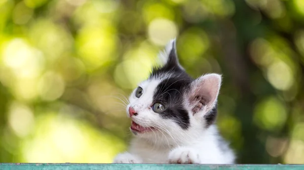 Beautiful Small Kitten Nature Park Nature — Stock Photo, Image