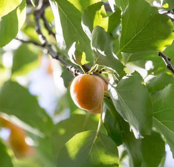 Abricots Mûrs Sur Une Branche Arbre Dans Parc Dans Nature — Photo