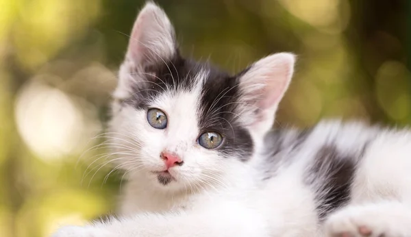 Gatinho Pequeno Bonito Natureza Parque Natureza — Fotografia de Stock