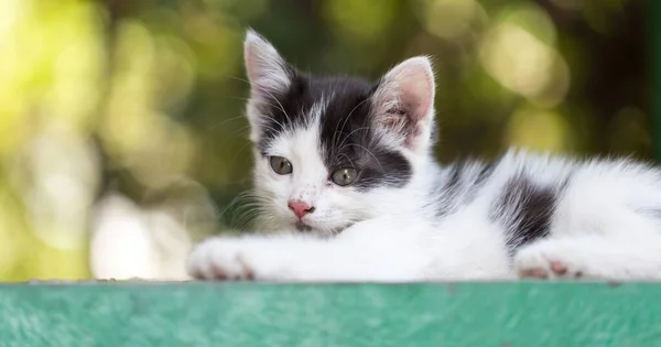 Gatinho Pequeno Bonito Natureza Parque Natureza — Fotografia de Stock