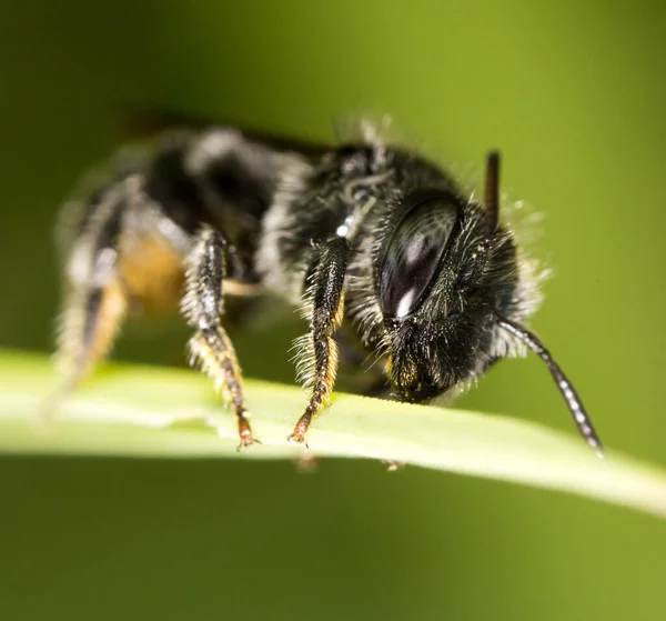 Schwarze Biene Auf Die Natur Makro Park Der Natur — Stockfoto