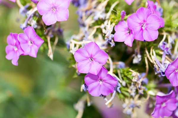 Doğadaki mor çiçek. Doğadaki parkta.