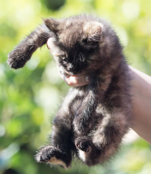 Elindeki Tüylü Kedi Yavrusu Doğadaki Parkta — Stok fotoğraf