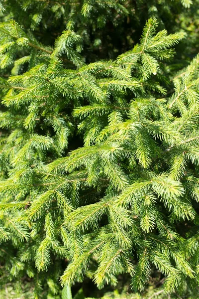 Sparren Takken Een Natuurlijke Achtergrond Het Park Natuur — Stockfoto