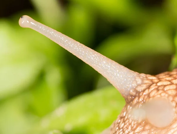 Ślimak Oka Naturze Super Makro Parku Przyrodzie — Zdjęcie stockowe