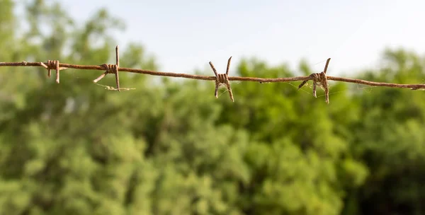 Συρματόπλεγμα Στη Φύση Στο Πάρκο Στη Φύση — Φωτογραφία Αρχείου