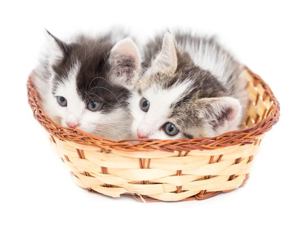 Beyaz arka planda sepette iki kedi yavrusu. .