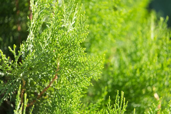 Nadelzweig Auf Die Natur Park Der Natur — Stockfoto